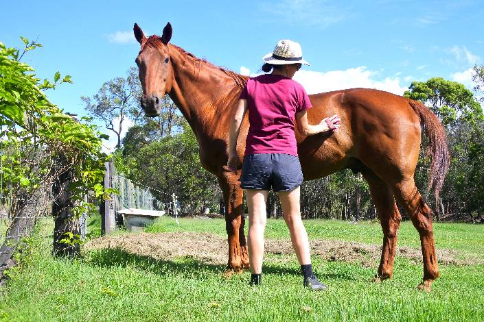 House sitter standing in front of and brushing a brown horse in a paddock 